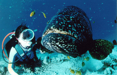 Boris - Grouper