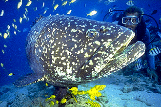 Boris the Grouper