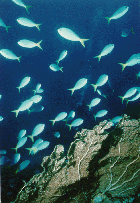 Fan coral