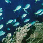 Fan coral and school of fusiliers - Click here