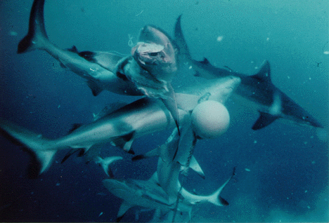 Sharks Feeding