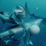 Sharks feeding - click here