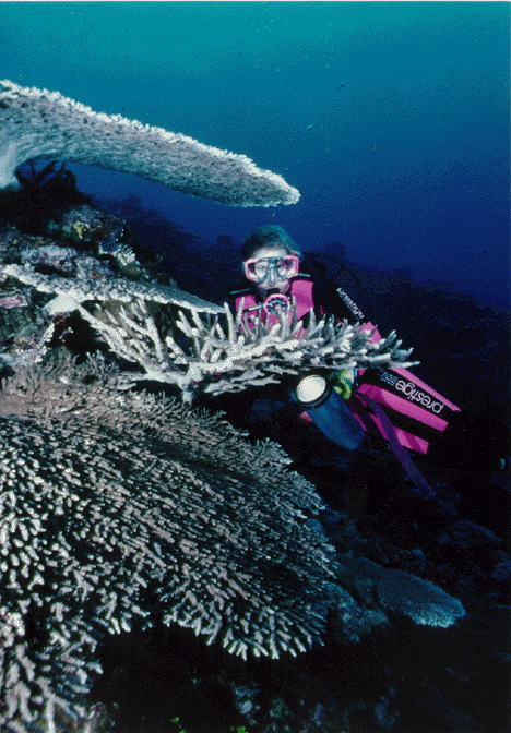 Diver and coral