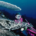 Diver and coral - Click Here
